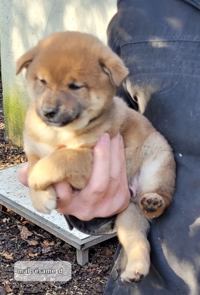 des portes de la moria - Chiot disponible  - Shiba