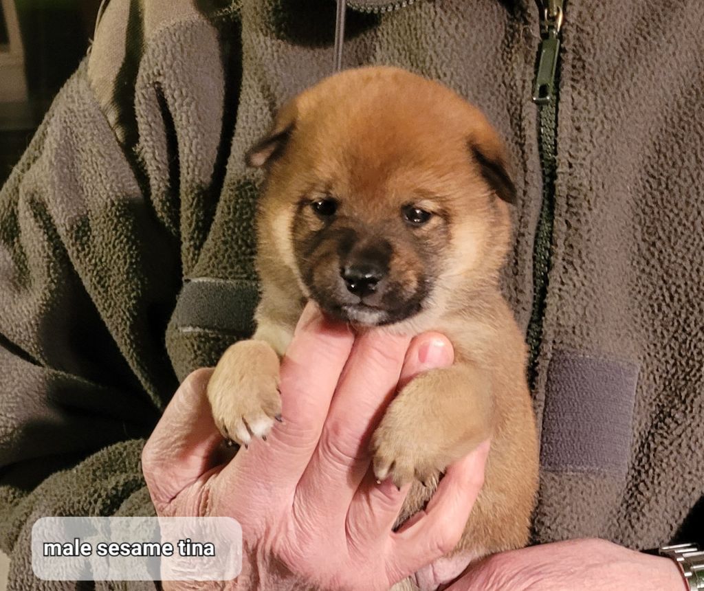 des portes de la moria - Chiot disponible  - Shiba