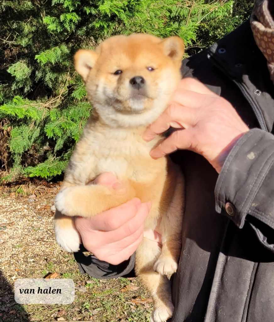 des portes de la moria - Chiot disponible  - Shiba