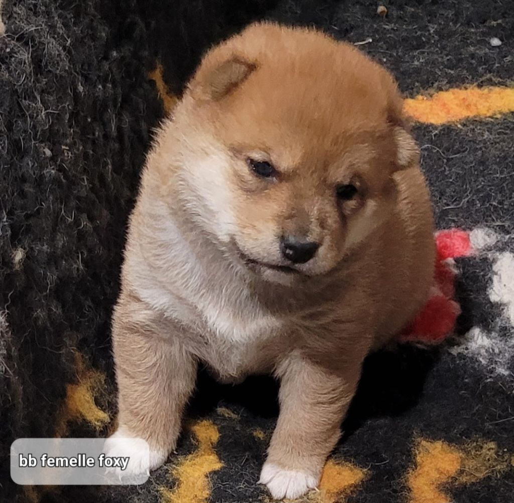 des portes de la moria - Chiot disponible  - Shiba