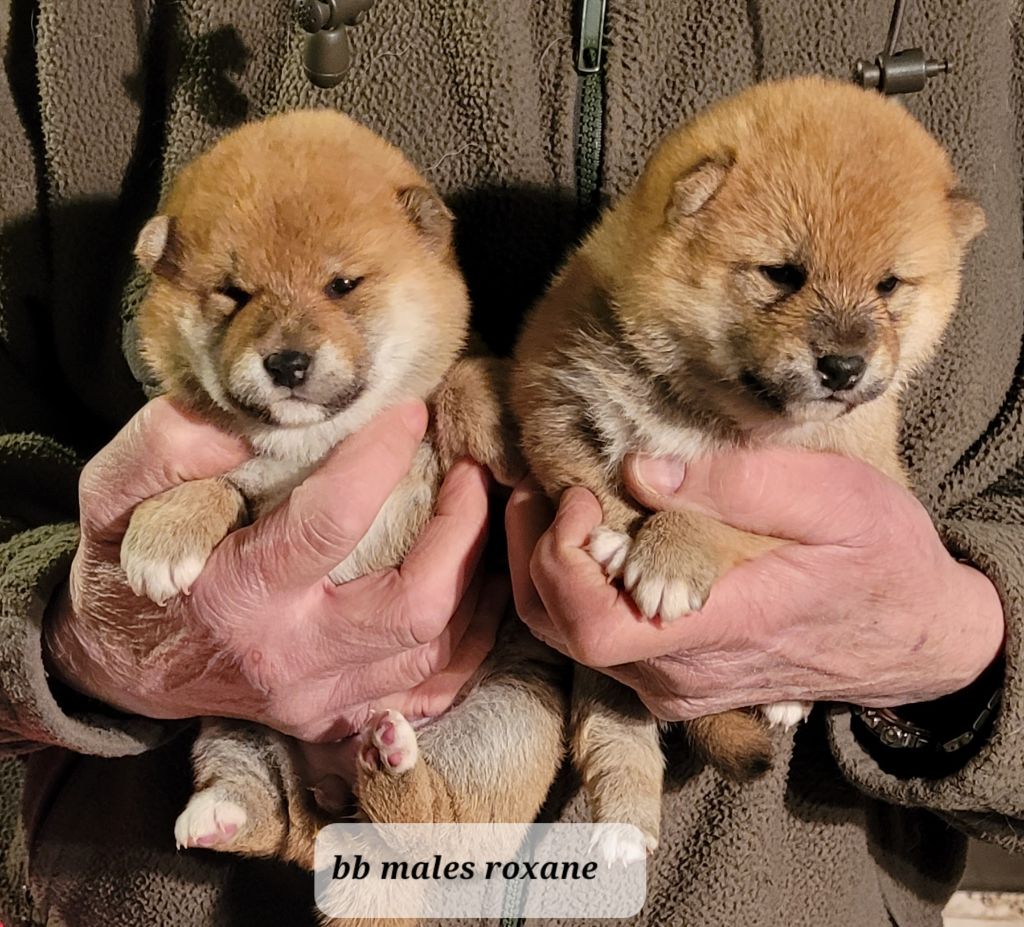 des portes de la moria - Chiot disponible  - Shiba