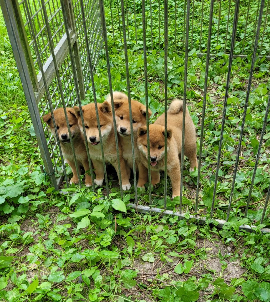 chiot Shiba des portes de la moria