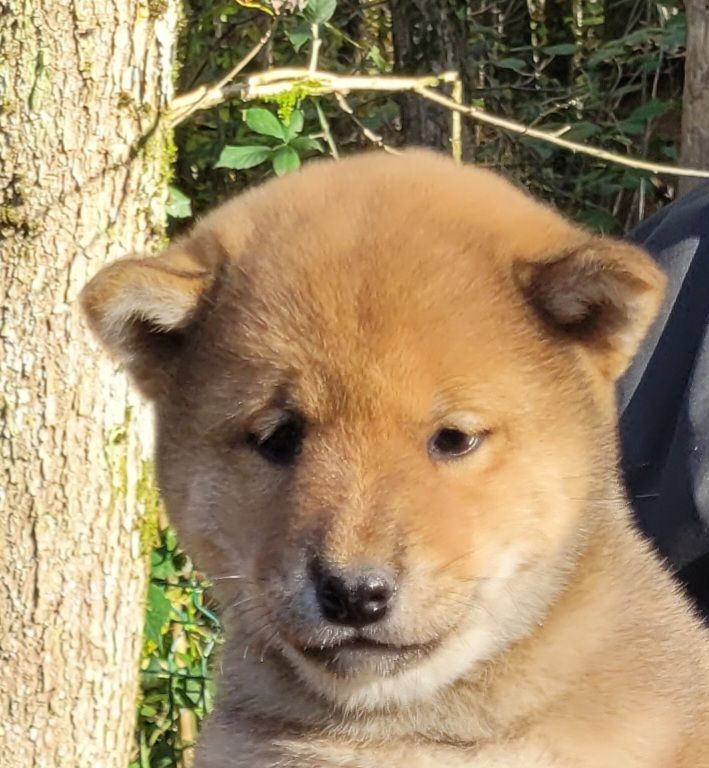 des portes de la moria - Chiot disponible  - Shiba