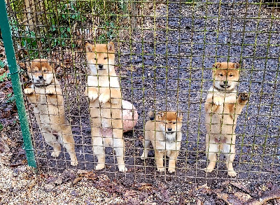 des portes de la moria - Shiba - Portée née le 27/10/2024