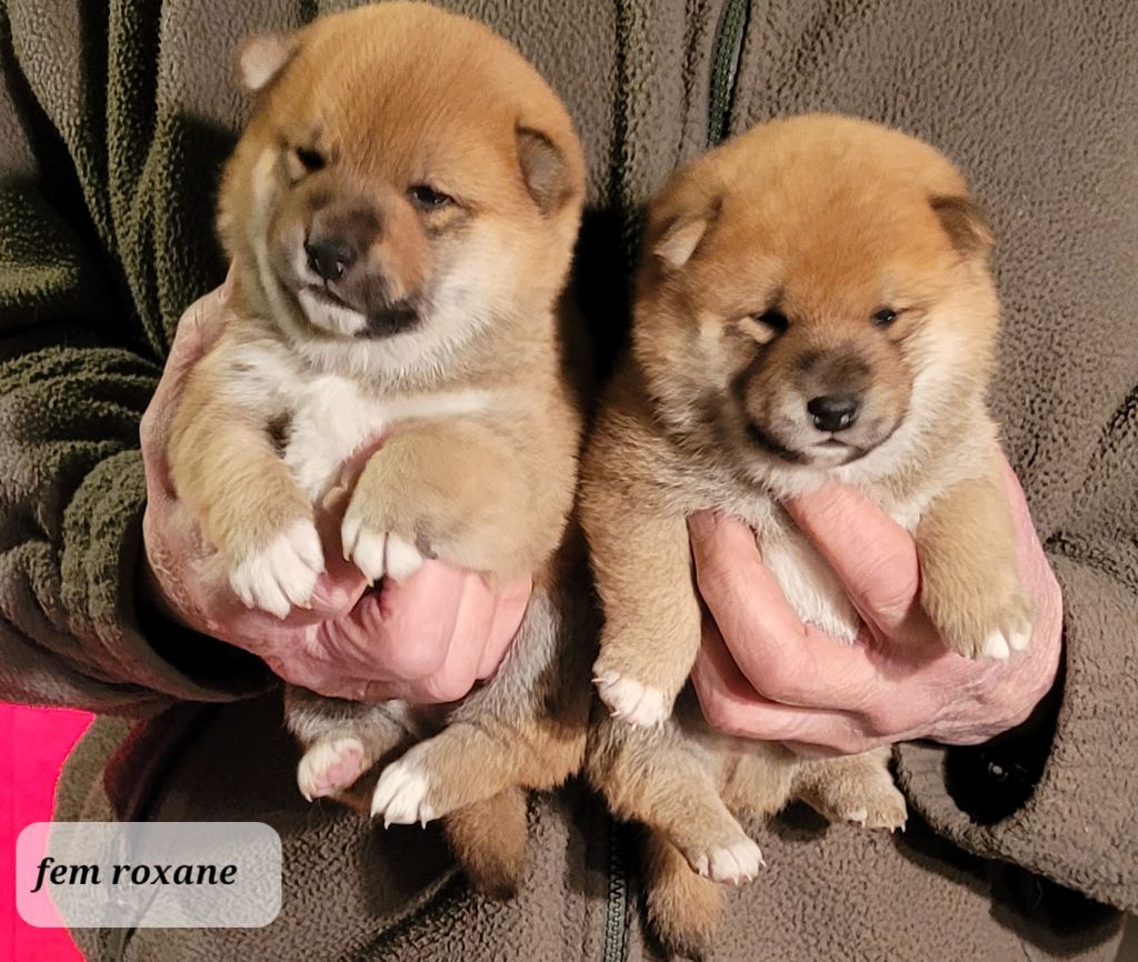 des portes de la moria - Chiot disponible  - Shiba