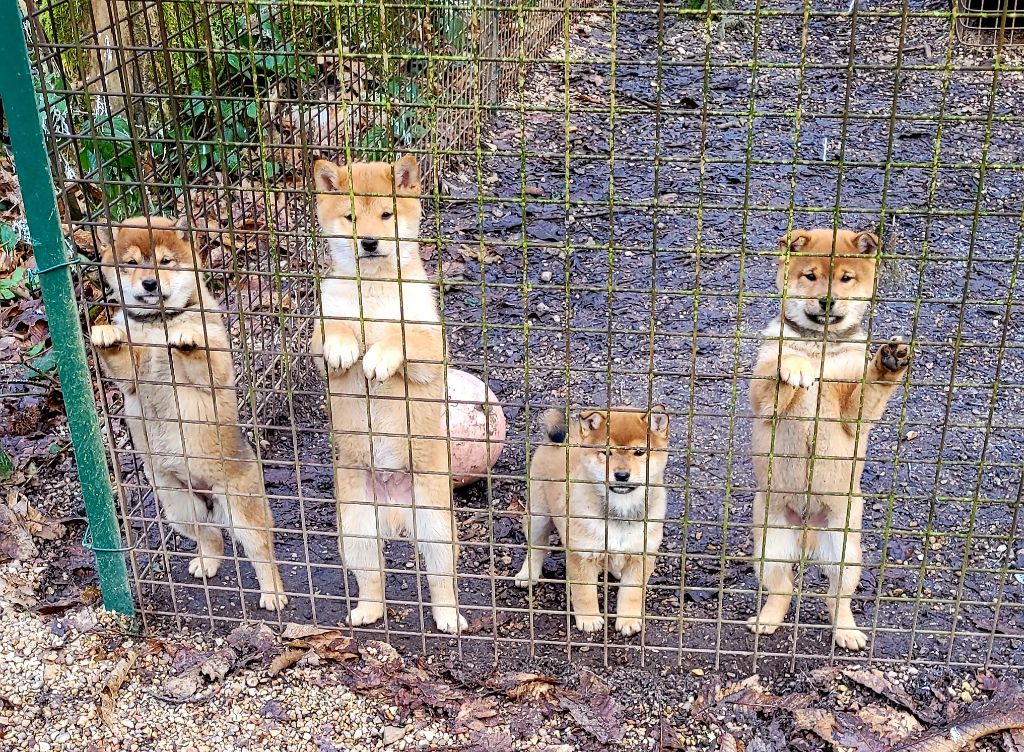 des portes de la moria - Chiot disponible  - Shiba