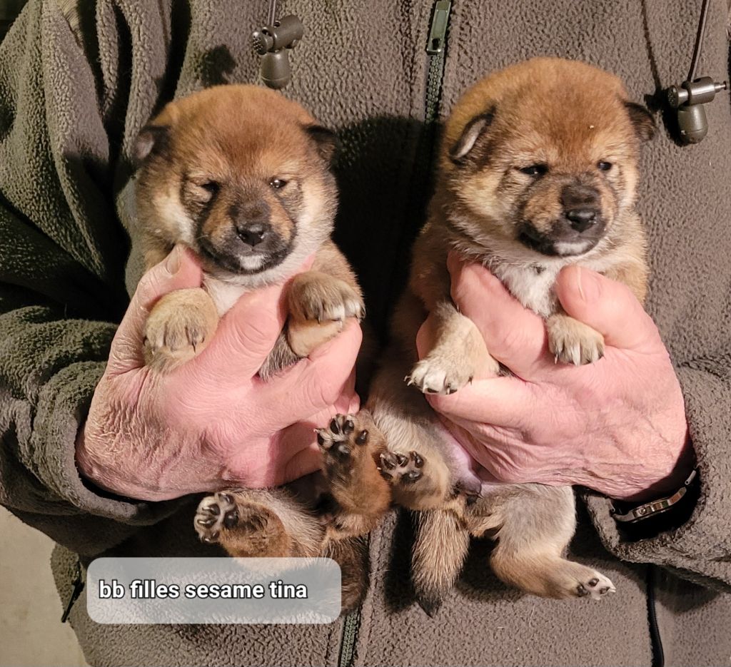 des portes de la moria - Chiot disponible  - Shiba