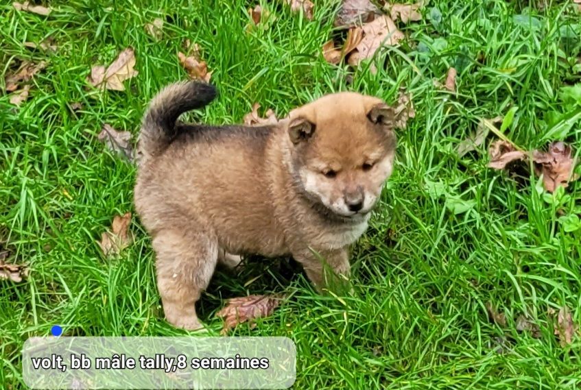 des portes de la moria - Chiot disponible  - Shiba