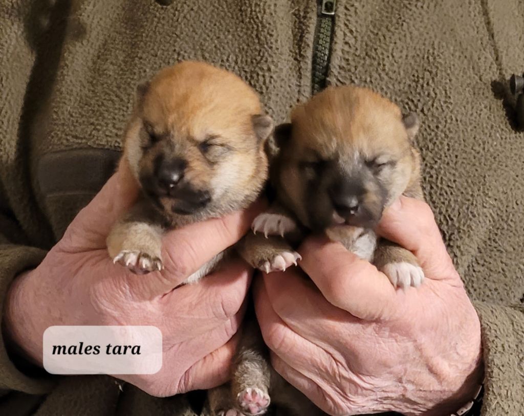 des portes de la moria - Chiot disponible  - Shiba