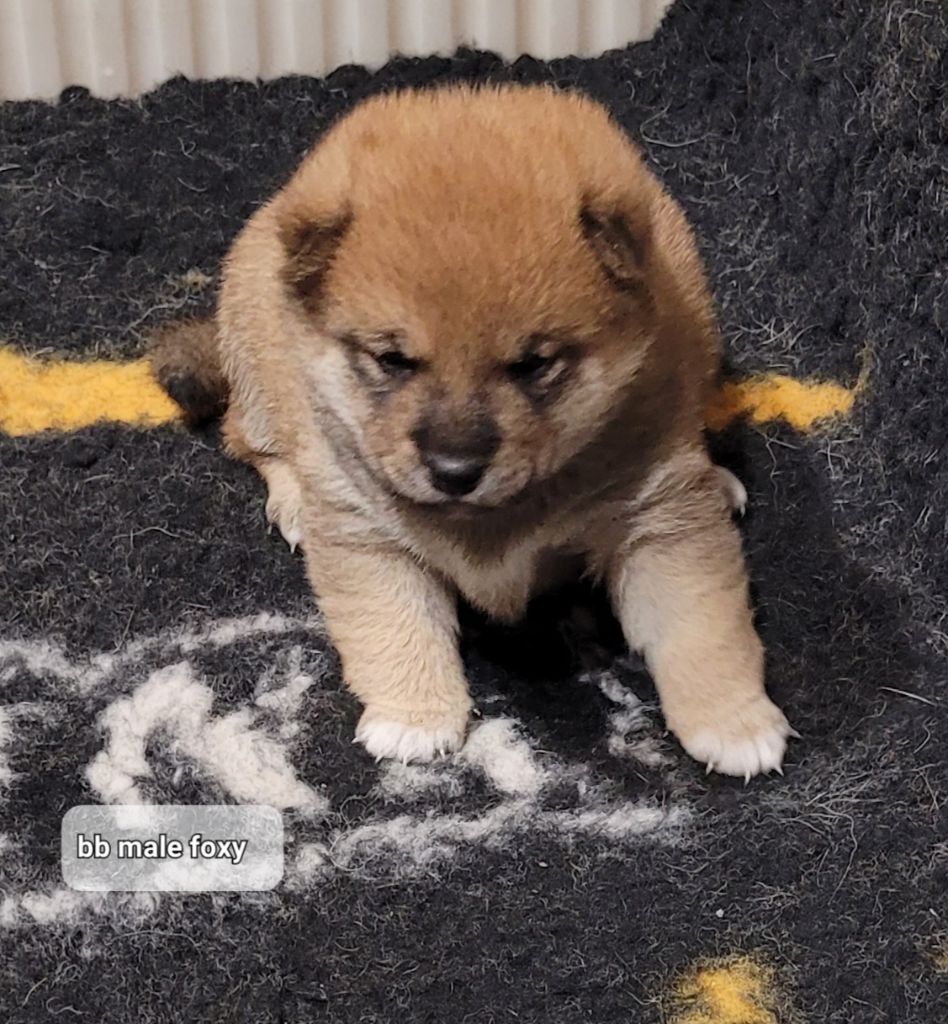 des portes de la moria - Chiot disponible  - Shiba