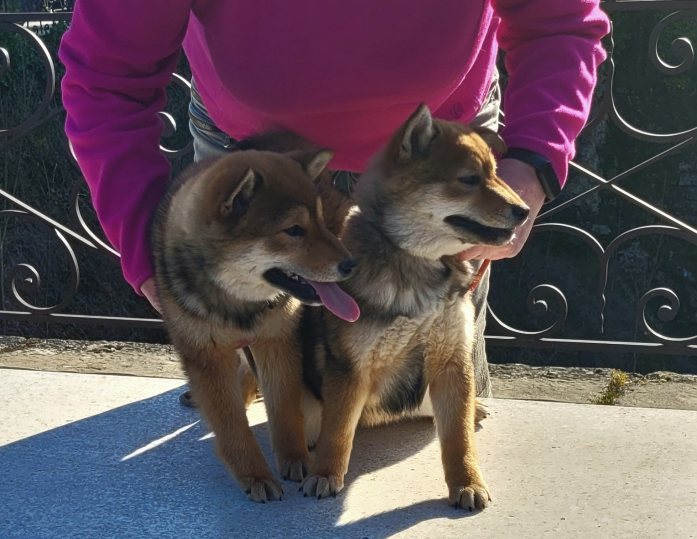Tina Turner est pleine ,le père est Thunderstruck