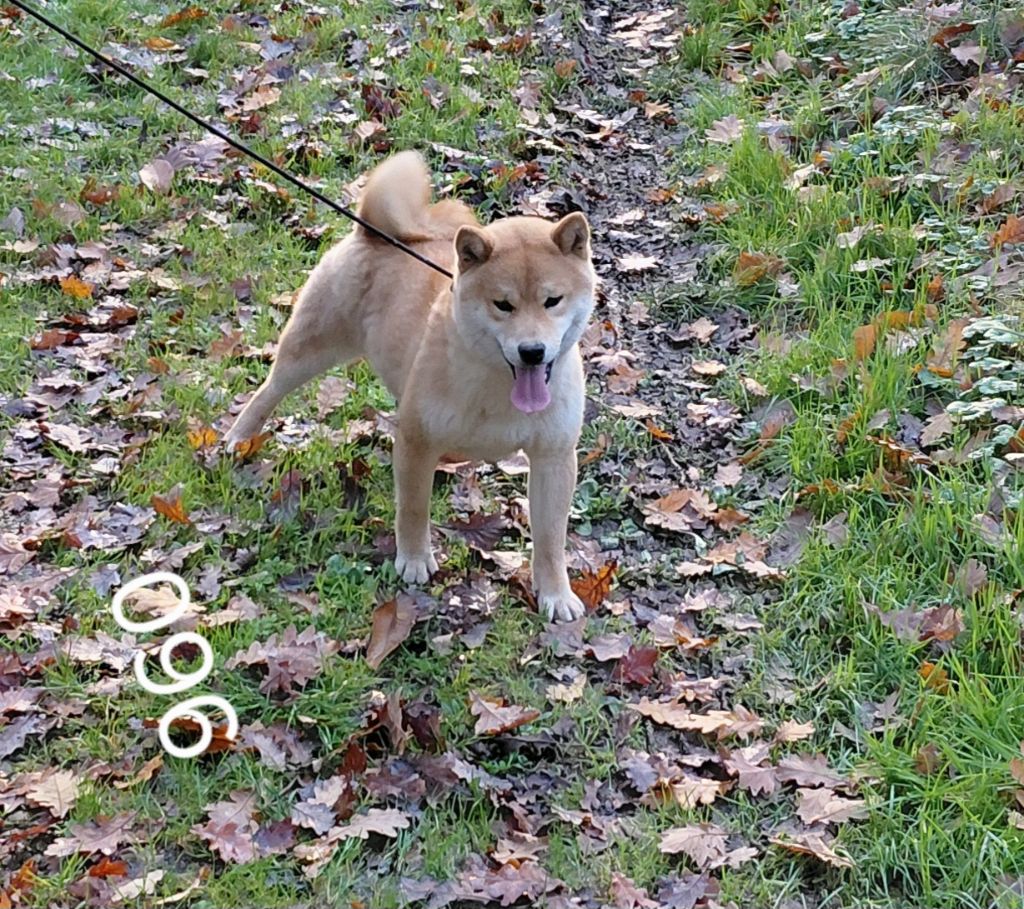 Arret  de l'elevage  , pour cause de depart a la retraite 