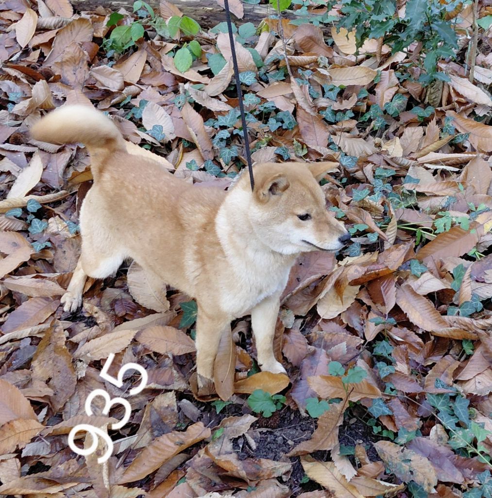 des portes de la moria - Chiots disponibles - Shiba