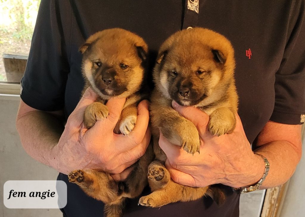 des portes de la moria - Chiots disponibles - Shiba