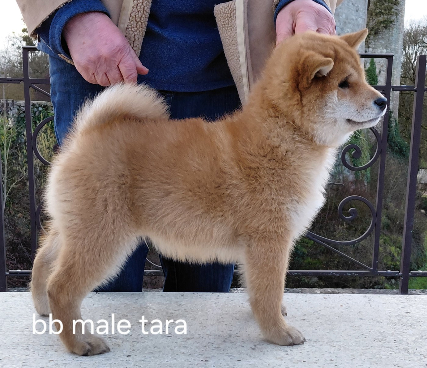des portes de la moria - Chiots disponibles - Shiba