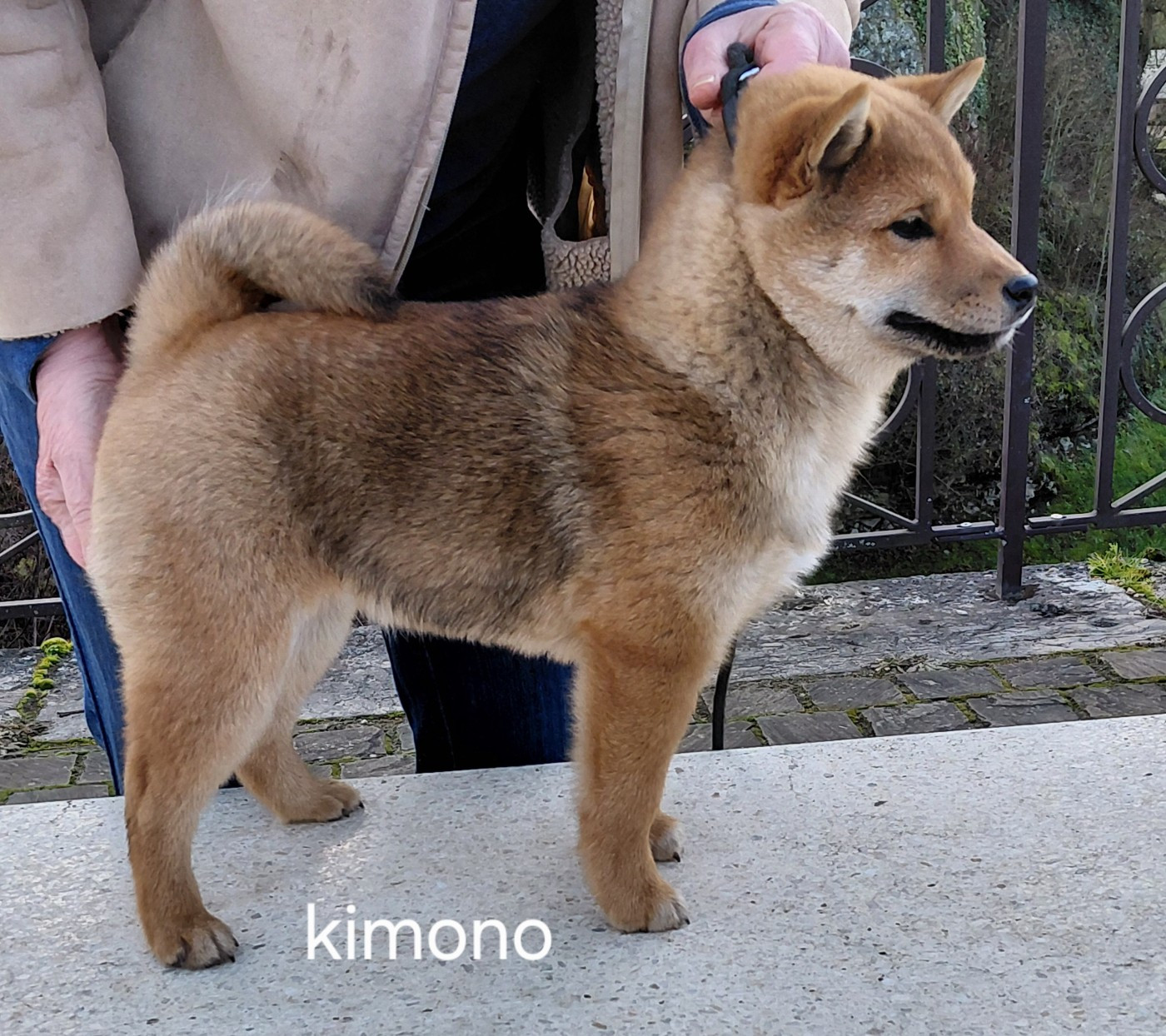 des portes de la moria - Chiots disponibles - Shiba