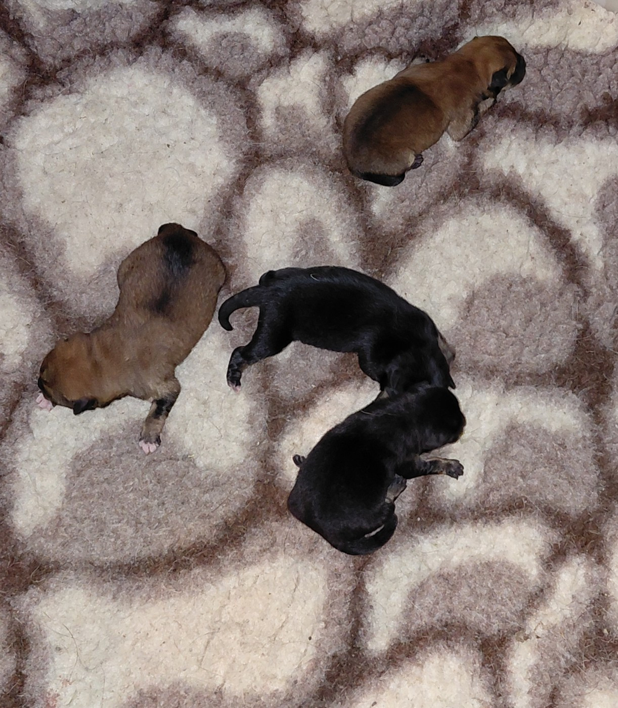 Chiot Shiba des portes de la moria