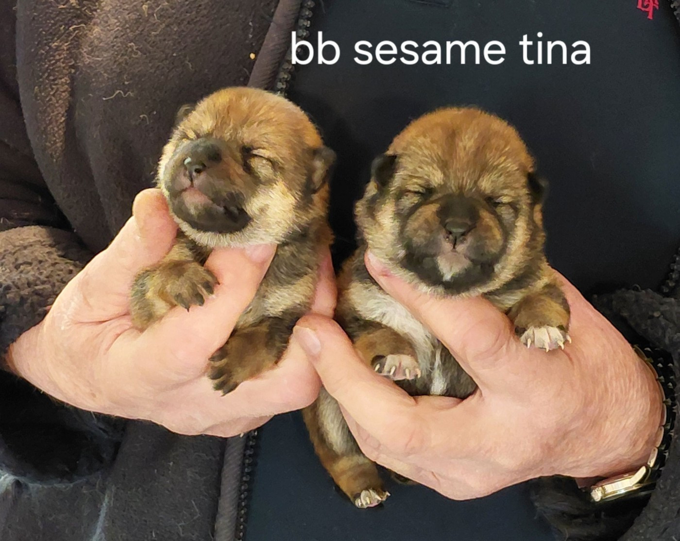 des portes de la moria - Chiots disponibles - Shiba