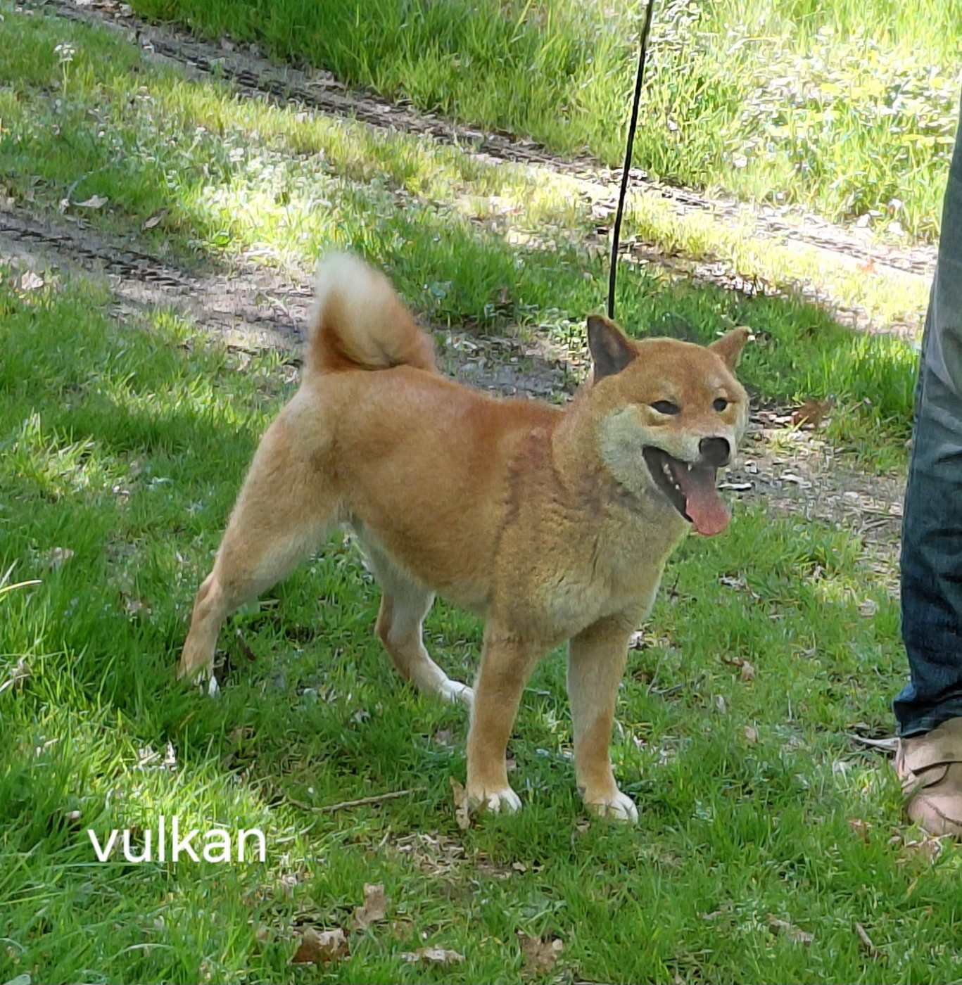 des portes de la moria - Chiots disponibles - Shiba