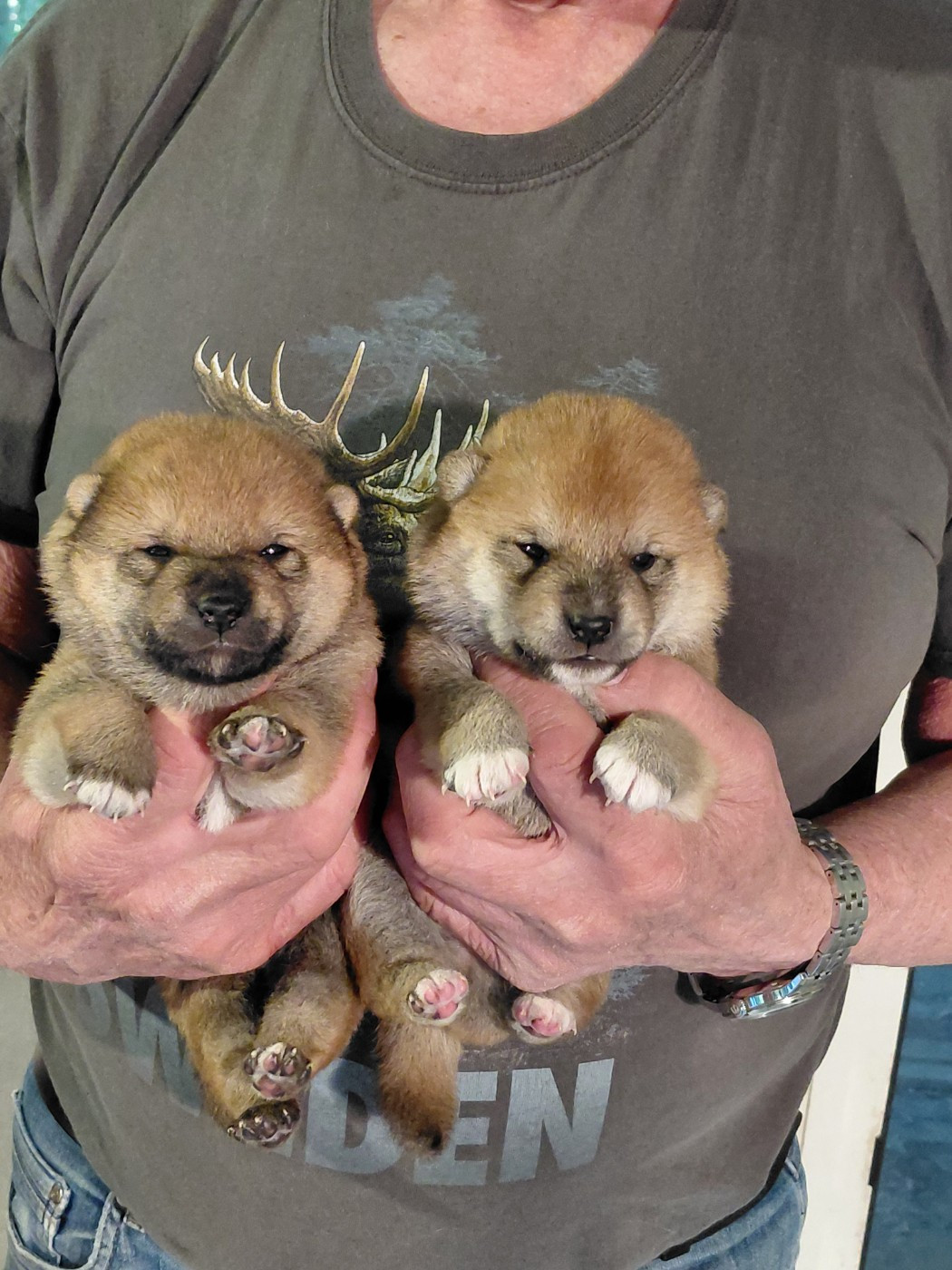 des portes de la moria - Chiots disponibles - Shiba
