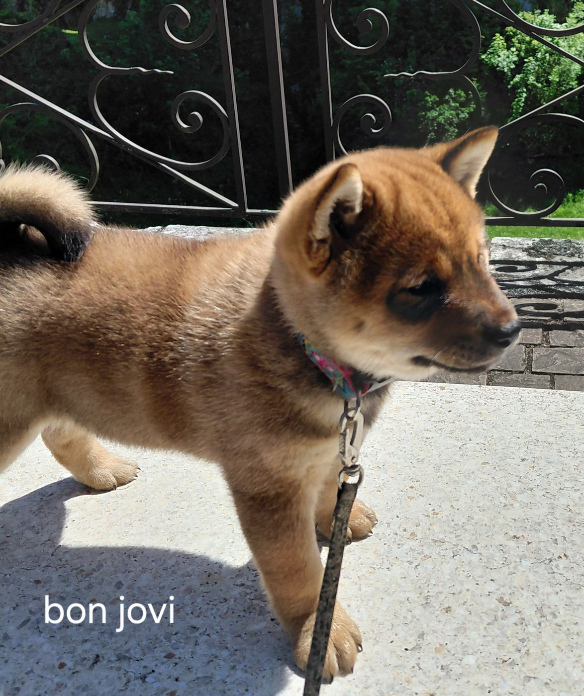 des portes de la moria - Chiots disponibles - Shiba