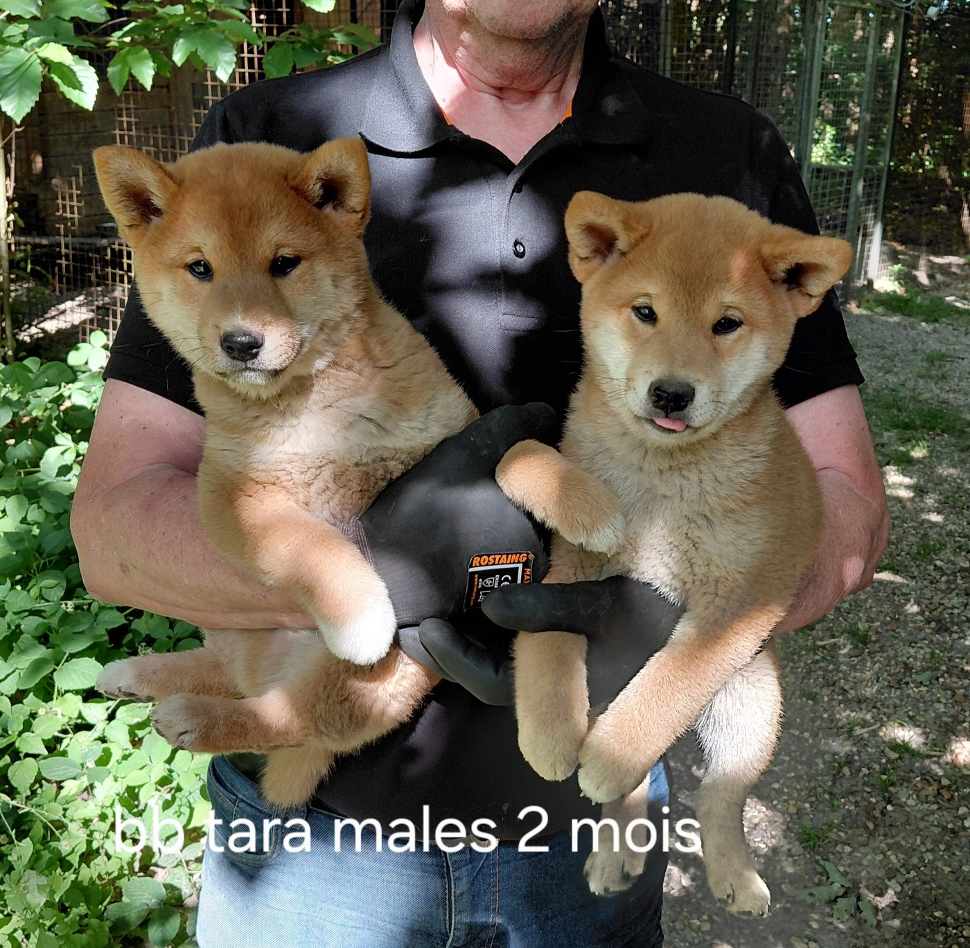 des portes de la moria - Chiots disponibles - Shiba