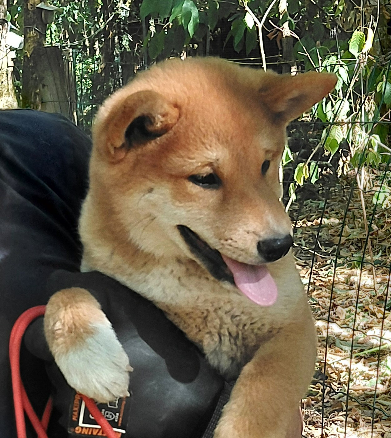 des portes de la moria - Chiots disponibles - Shiba