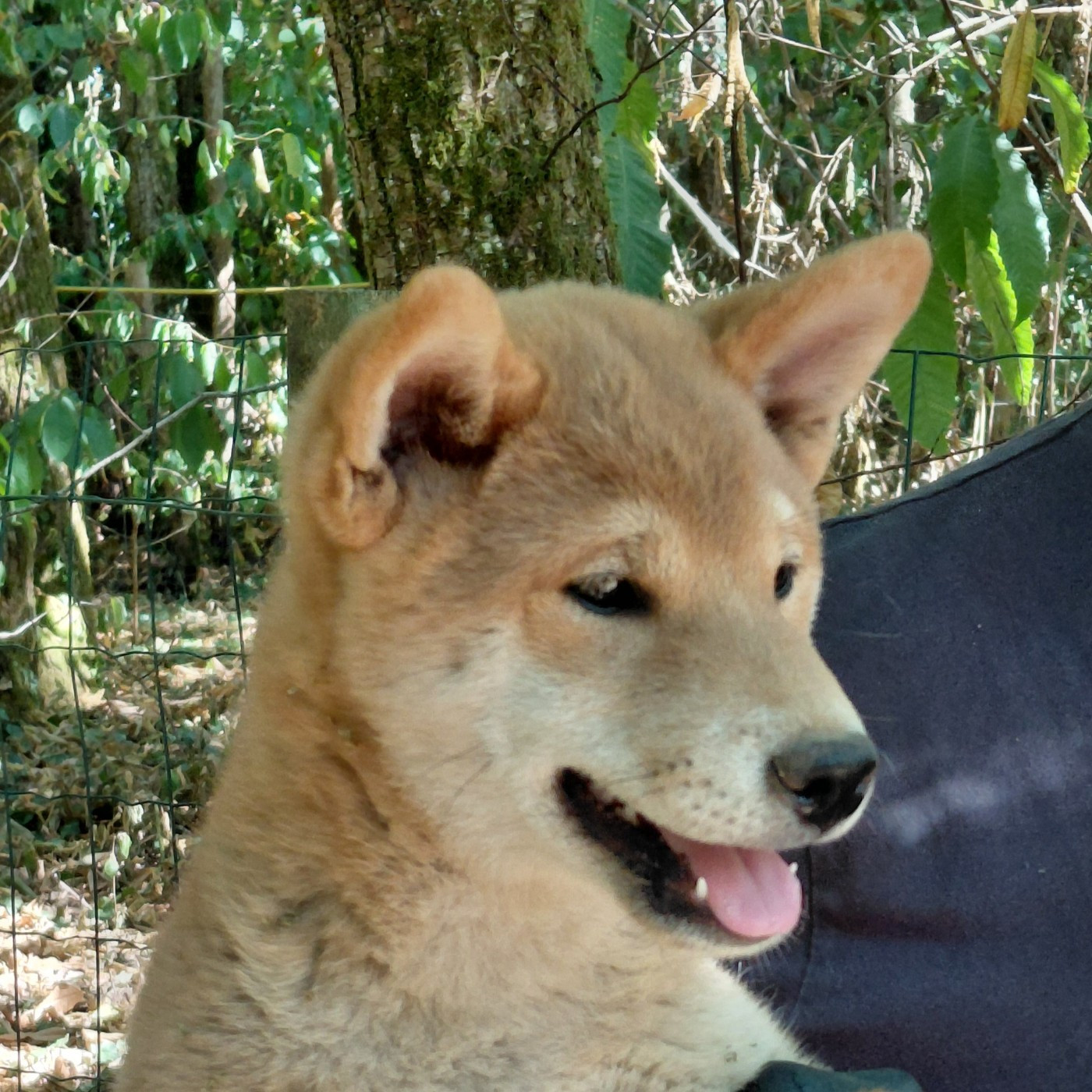 des portes de la moria - Chiots disponibles - Shiba
