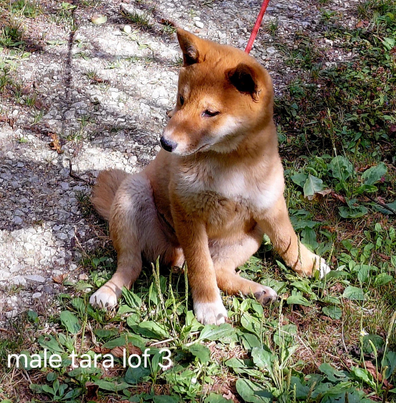 des portes de la moria - Chiots disponibles - Shiba
