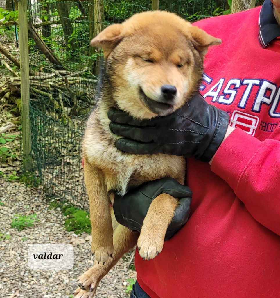 des portes de la moria - Chiots disponibles - Shiba