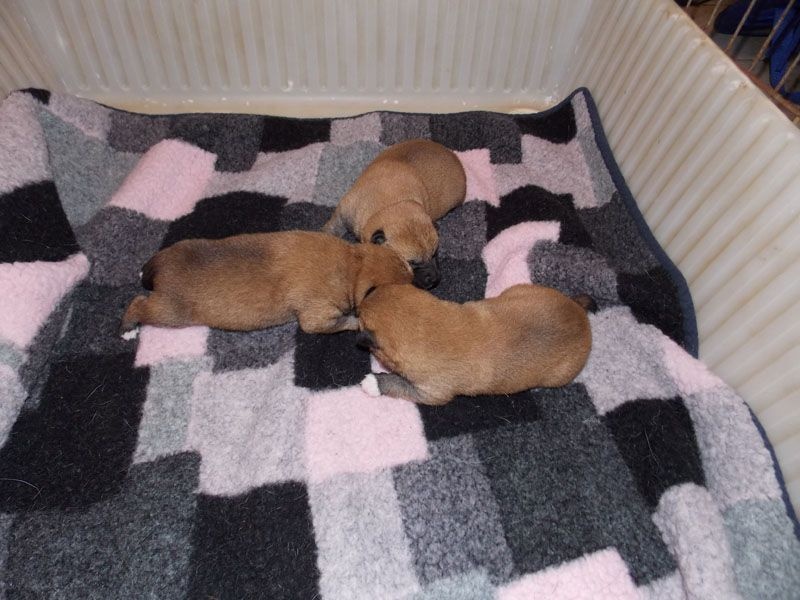 Chiot Shiba des portes de la moria