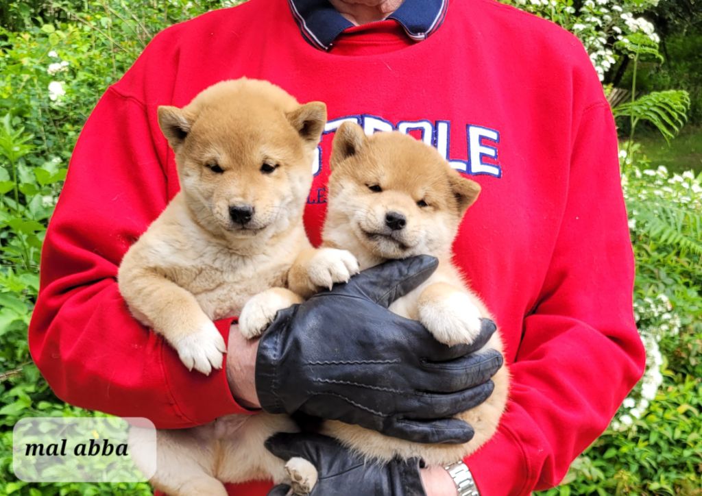 des portes de la moria - Chiots disponibles - Shiba