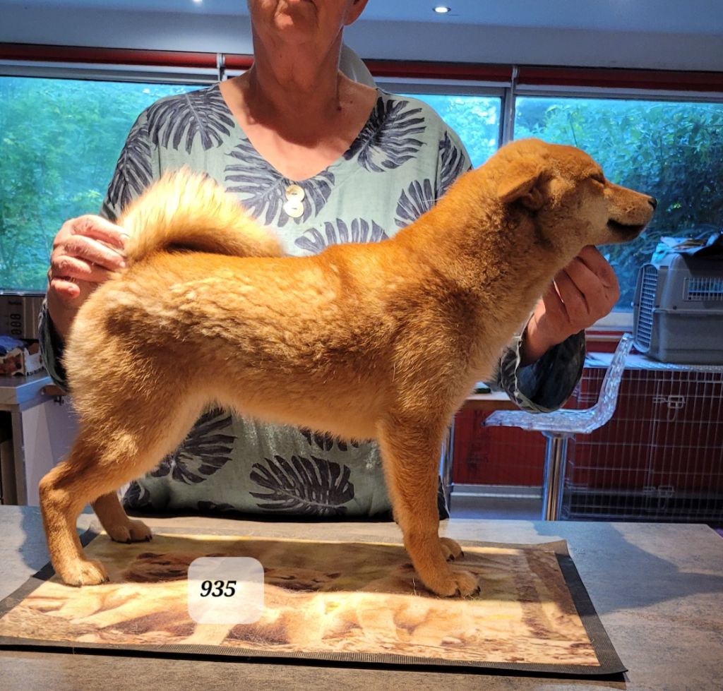 des portes de la moria - Chiots disponibles - Shiba