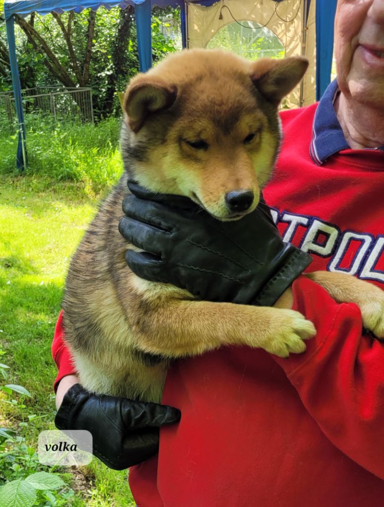 des portes de la moria - Chiots disponibles - Shiba