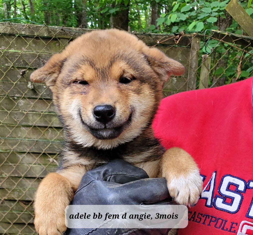 des portes de la moria - Chiots disponibles - Shiba