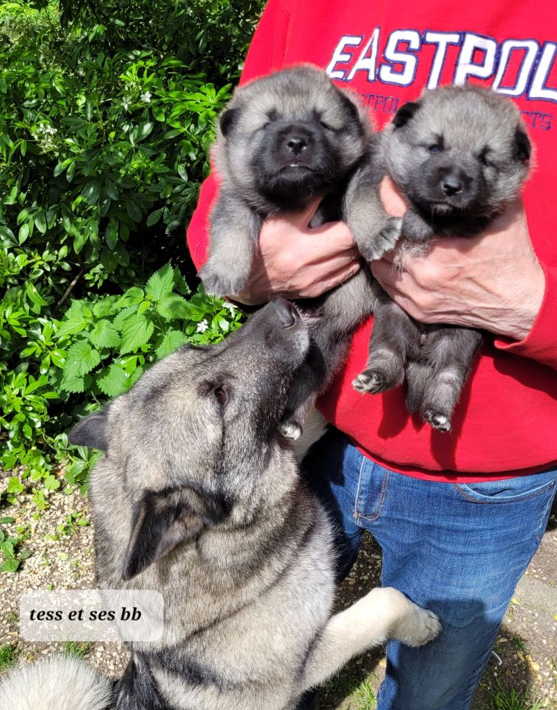 des portes de la moria - Chiots disponibles - Chien d'elan norvegien gris