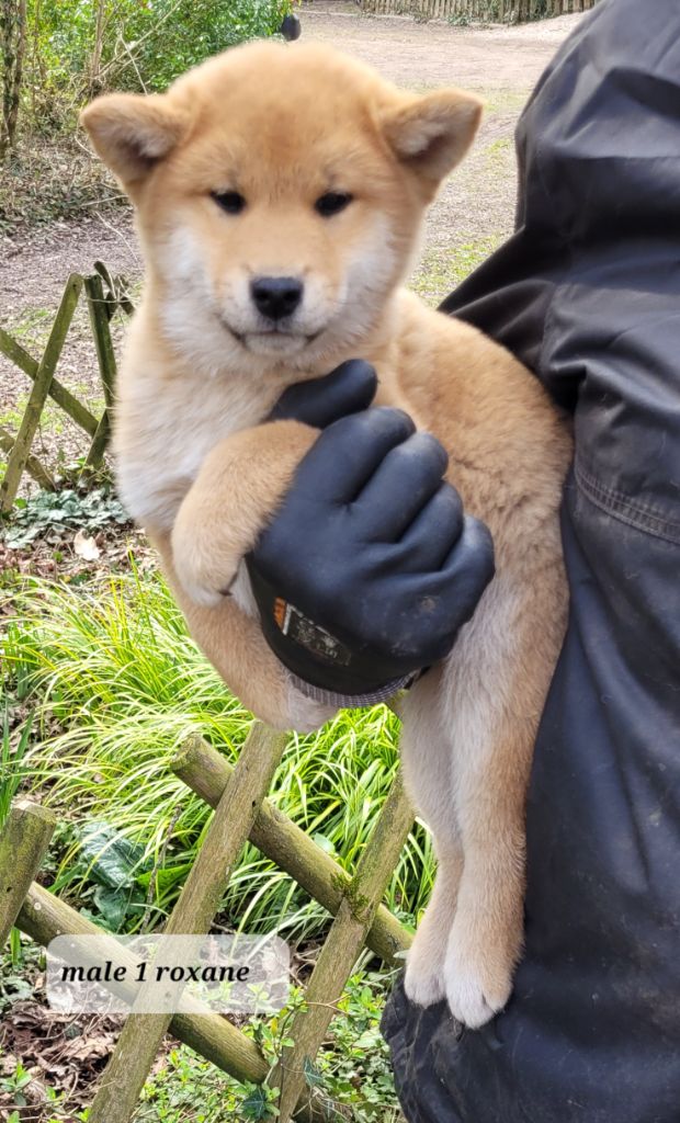 des portes de la moria - Chiots disponibles - Shiba