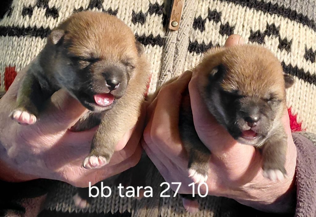 des portes de la moria - Shiba - Portée née le 22/10/2025