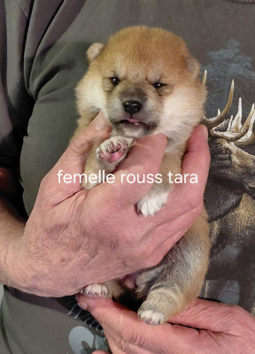 Chiot N°5