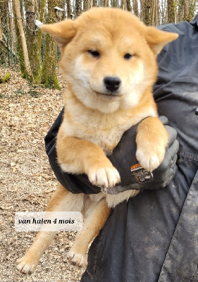 CHIOT 3