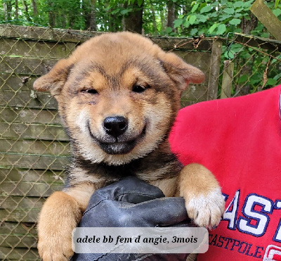 CHIOT 3