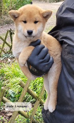CHIOT 1
