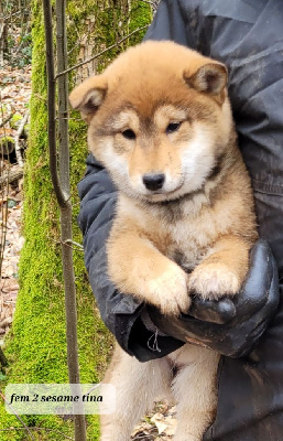 CHIOT