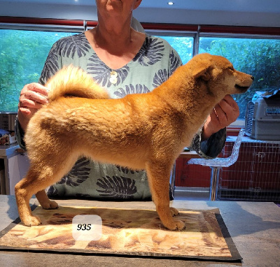 CHIOT