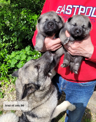 CHIOT 2