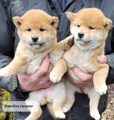 CHIOT 3