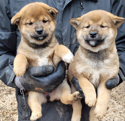 CHIOT 3