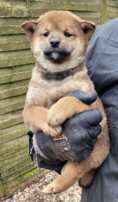 CHIOT 1