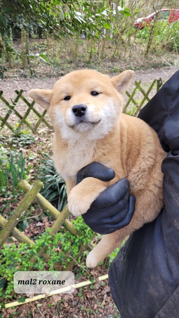 des portes de la moria - Chiots disponibles - Shiba