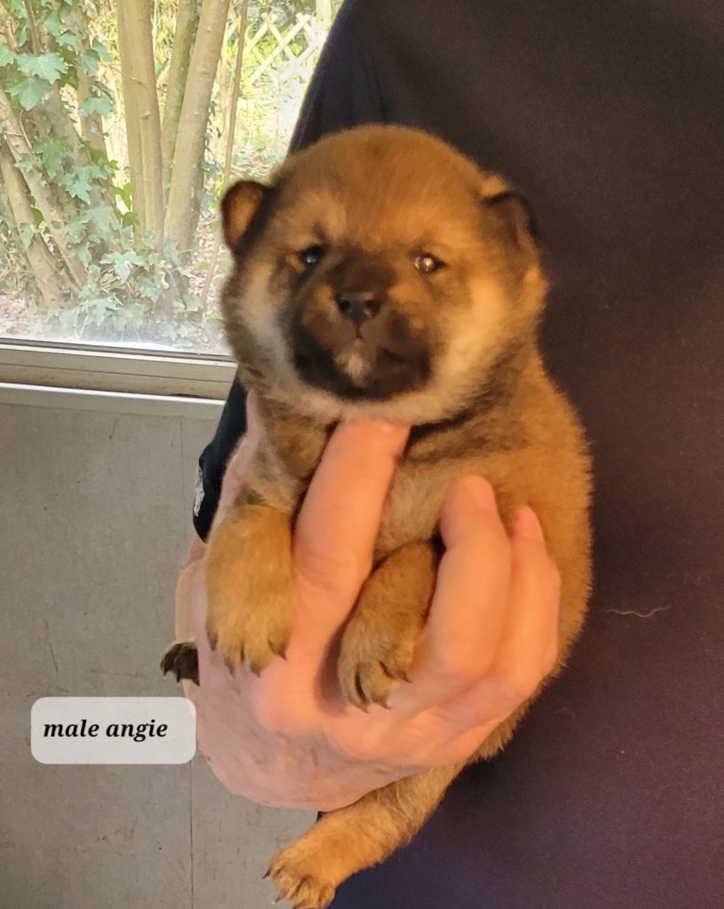 des portes de la moria - Chiots disponibles - Shiba